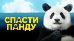Постер Спасти панду