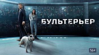 Постер Бультерьер