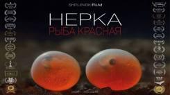 Постер Нерка. Рыба красная
